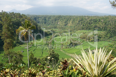 Reisfelder, Bali, Indonesien