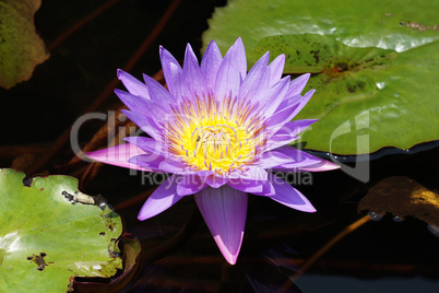 Seerose, Blumen der Insel Bali, Indonesien