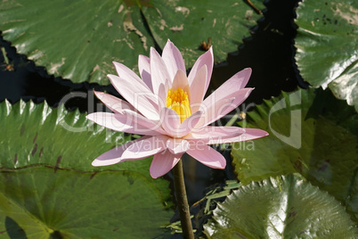 Seerose, Blumen der Insel Bali, Indonesien