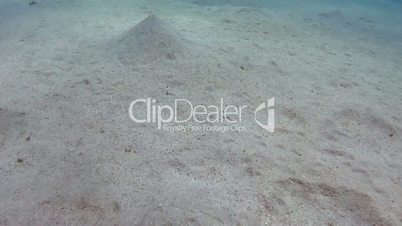 The sandy bottom covered with sea grass, Red sea, Marsa Alam, Abu Dabab, Egypt