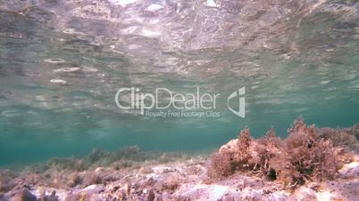 Underwater, The surface of the water and the glare of the sun on the sandy bottom covered with sea grass, Red sea, Marsa Alam, Abu Dabab, Egypt