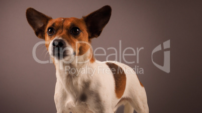 Portrait of a Jack Russell Terrier