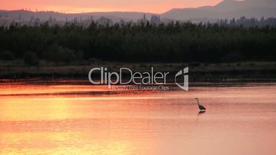Heron at Sunset Standing in Water