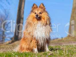 Shetland Sheepdog sits on grass