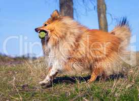 Shetland Sheepdog play with a ball