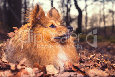 Sheltie lies in brown foliage and looks to the right