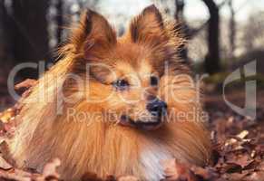 Shelty lies in brown foliage