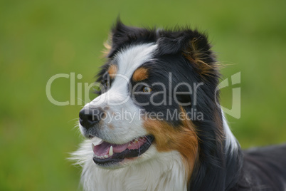 Australian Shepherd