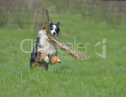 Australian Shepherd