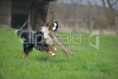 Australian Shepherd