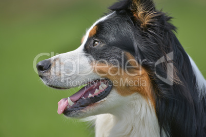 Australian Shepherd