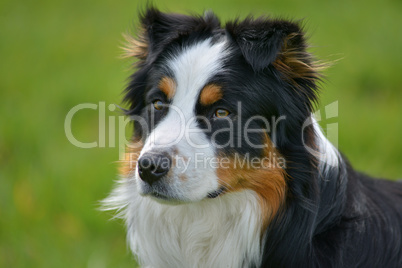 Australian Shepherd