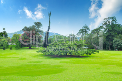 park, green meadow and blue sky