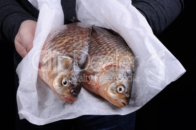 Fresh  crucian carp