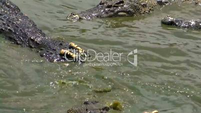 two large crocodile in the water