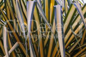 Green stripes of a bunch of palm leafs