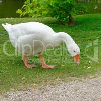 Big white goose in meadow
