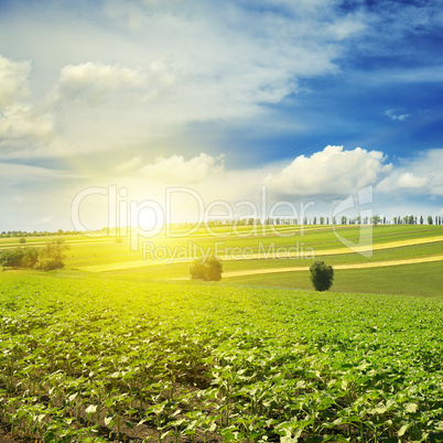 sunrise over a sunflower field