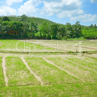 rice field