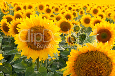 Sunflower field, backlit.