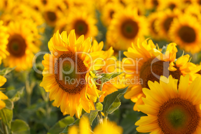 Sunflower field, backlit.