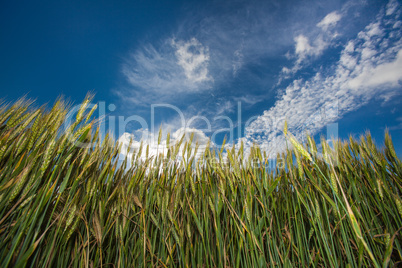 ears of ripe wheat