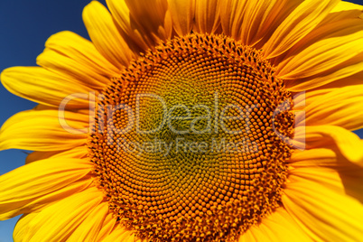 Sunflower field, backlit.