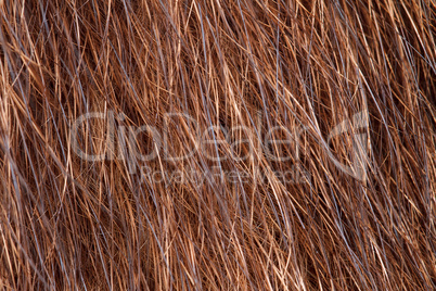 natural fur closeup