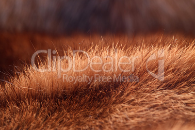 natural fur closeup