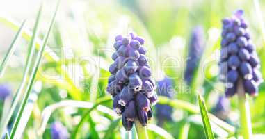 Blue flower of Hyacinth