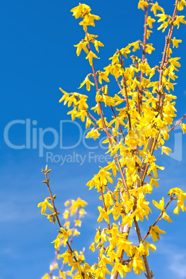 Bright blooming Forsythia