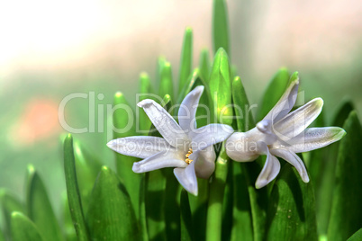 White flower of Hyacinth