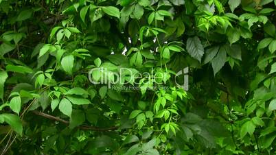 Green vines of wild grape