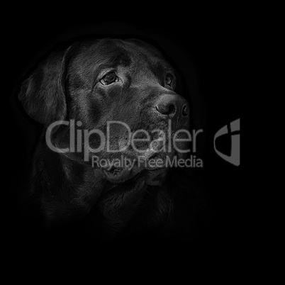 image dog breed black labrador