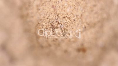 antlion larva close-up