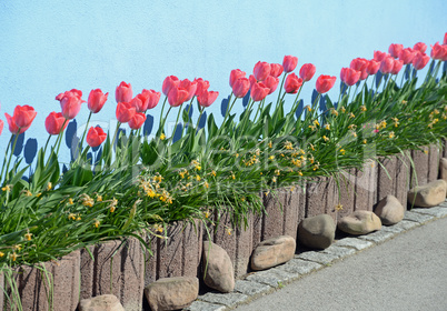 Tulpen Tulpen