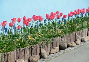 Tulpen