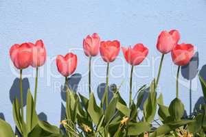 Tulpen