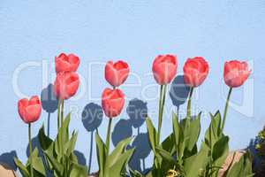 Tulpen