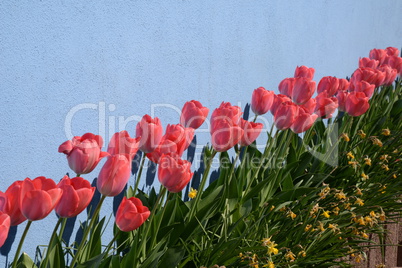 Tulpen Tulpen