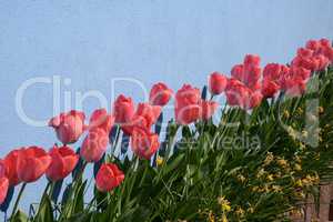 Tulpen