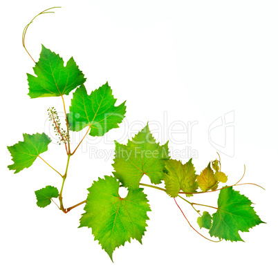 vine and leaves isolated on white background
