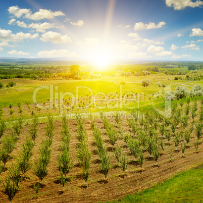 garden with fruit trees and sunrise