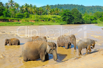 elephants bathing in the river