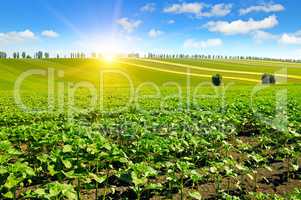 field sunflower sprouts and sunrise