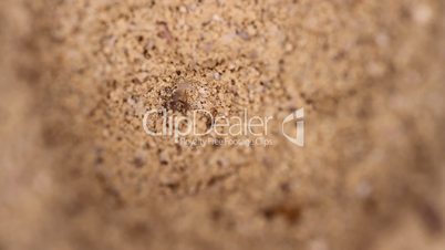 antlion larva close-up
