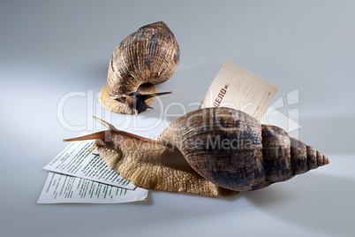 Two grape snails crawling on documents