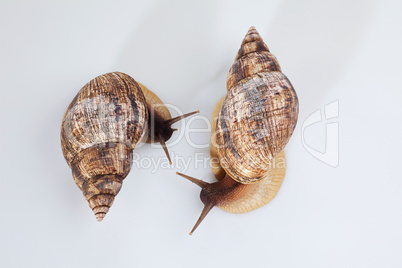 Studio shot of two grape snails