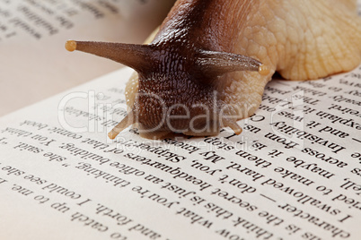 Snail crawling on book, close-up