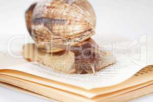 Close-up of snail moving along book